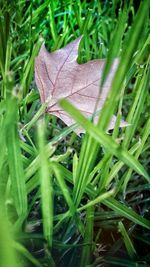 Close-up of fresh green leaf in grass