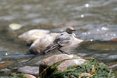 Bird perching on rock