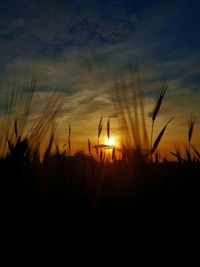 Silhouette plants on field against sky during sunset