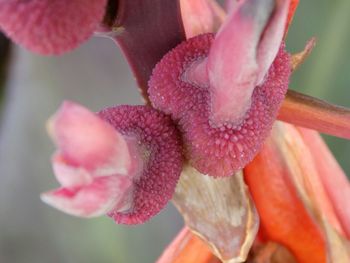 Close-up of pink flower