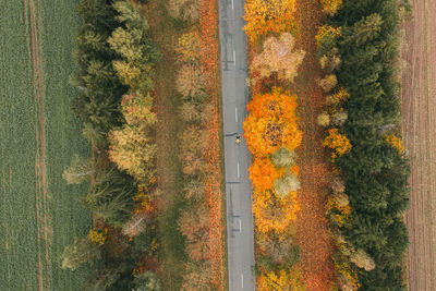 Trees in forest during autumn