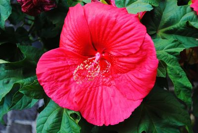 Close-up of hibiscus blooming outdoors