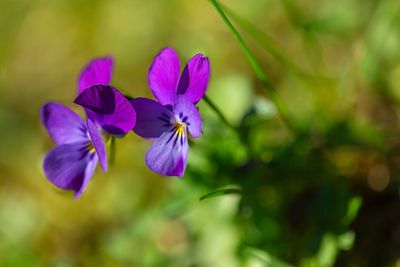 Close-up of purple flowering plant