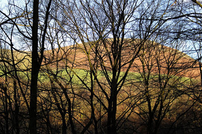 Low angle view of bare trees in forest against sky