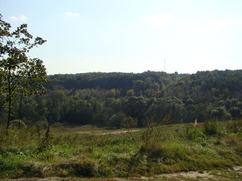 Trees on field against sky