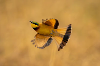 Close-up of bird flying against blurred background