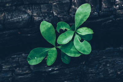 High angle view of plant leaves on burn wood 