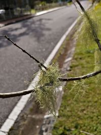 Close-up of barbed wire on plant