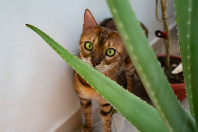 Close-up portrait of a bengal cat