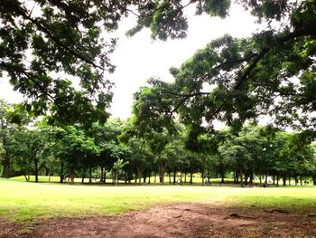 Trees on field in park