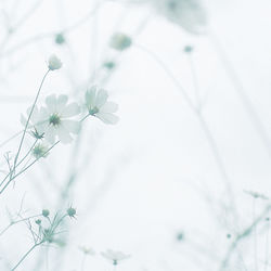 Close-up of white flowering plant