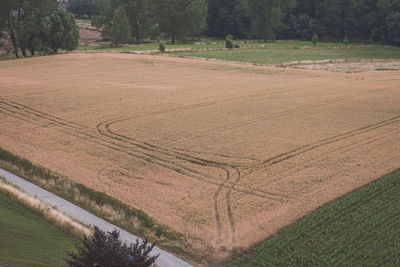 Scenic view of agricultural field