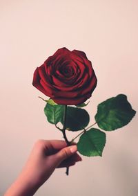Close-up of hand holding rose against white background