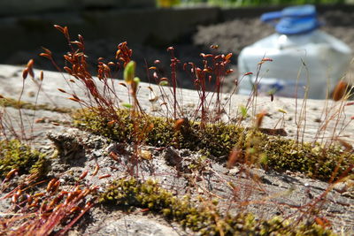 Close-up of plants growing on field