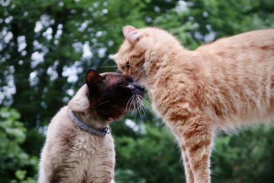 Orange tabby and siamese cat
