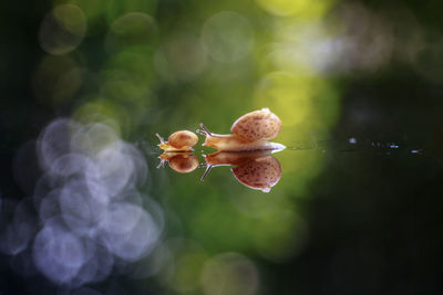 Close-up of flowering plant against blurred background