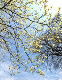 Low angle view of fresh flower tree against sky