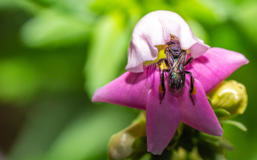 Close-up of stingless bee collecting pollen on pink flower 
