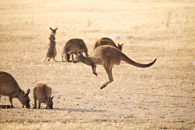 Kangaroo jumping from right to left through a group of fellows