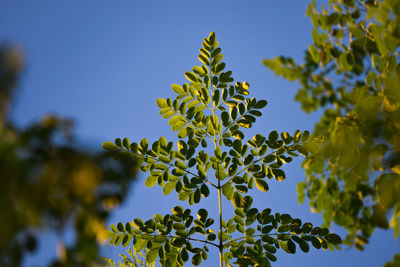 Low angle view of flowering plant against sky