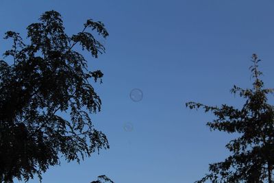 Low angle view of tree against clear blue sky