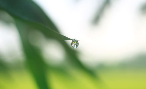 Close-up of raindrops on leaves