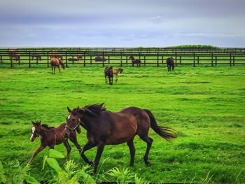 Horses in the field