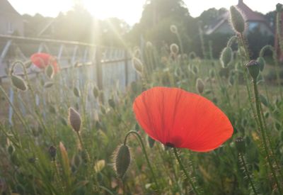 Close-up of red flowers blooming in field