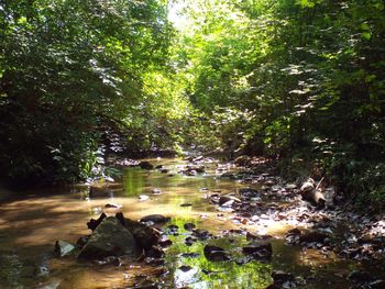 Stream flowing through forest