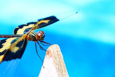 Close-up of insect on blue sky