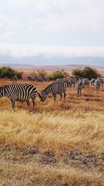 Zebras on field against sky