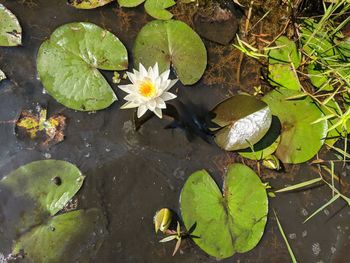 High angle view of water lily in lake