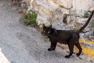 Portrait of black cat