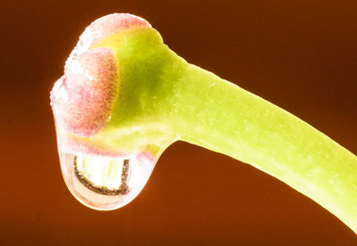 Close-up of fruit over white background