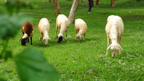 Sheep grazing on field