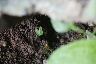 Close-up of moss growing on tree trunk