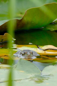 Close-up of fish in water