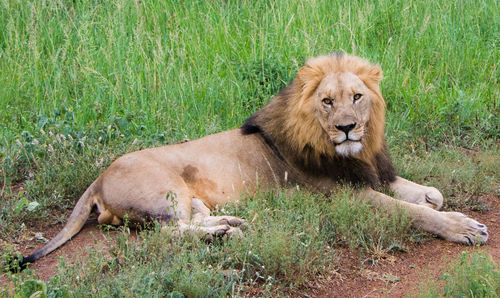 Lion lying on grass