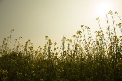 plant