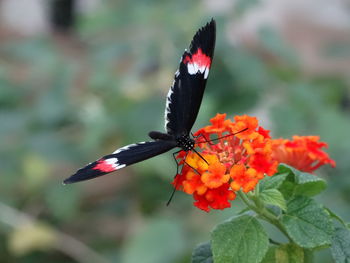 Close-up of butterfly on red flower