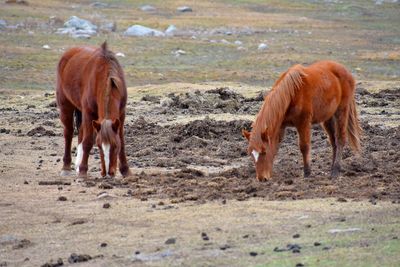 Horses standing in a field