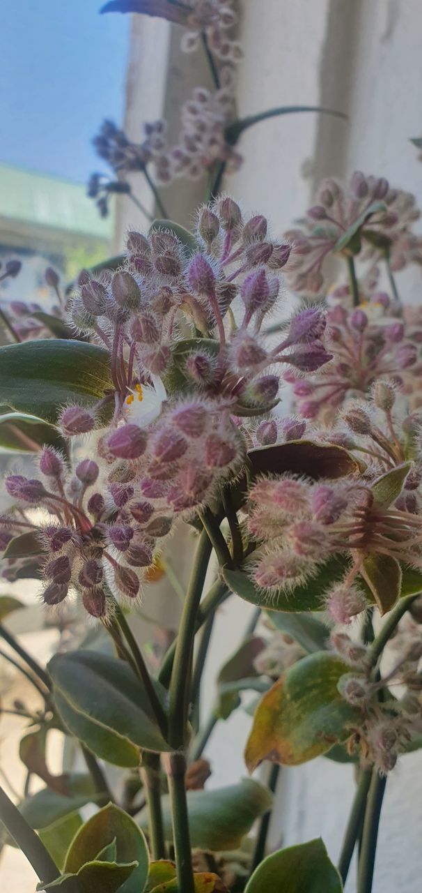 CLOSE-UP OF PURPLE FLOWERING PLANTS