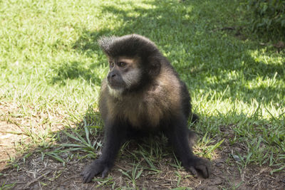 Monkey on field