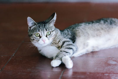 Close-up portrait of cat