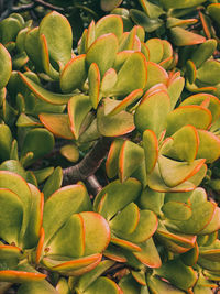 Full frame shot of succulent plant