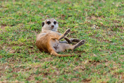 Meerkat sitting on field