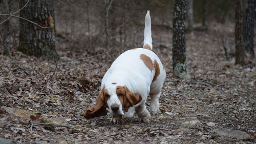 View of a dog on field