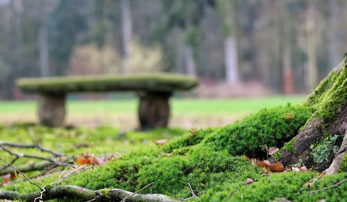 Close-up of plants growing on field