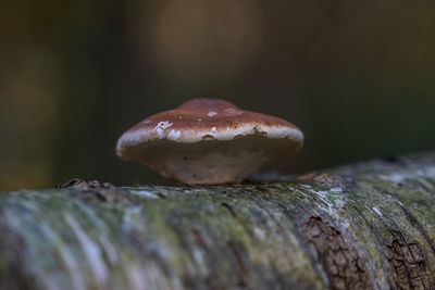 Close-up of a mushroom