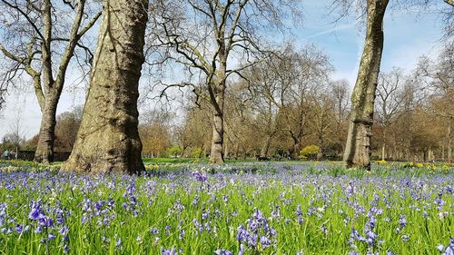 Close-up of purple flowers blooming in park